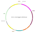 AAV-mDlx-NLS-Cre AAV Vector – Transcriptional regulator / recombinase – Constitutive – mDlx promoter – for Genetic driver / recombination – BHV17100095
