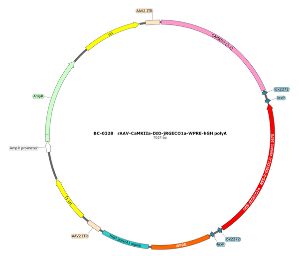 AAV-CaMKIIa-DIO-jRGECO1a AAV Vector – Calcium indicator – Cre-dependent – CaMKIIa promoter – for Calcium imaging – BHV17100099