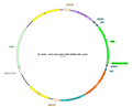AAV-hSyn-DIO-mGFP AAV Vector – Cre-dependent – hSyn promoter – BHV17100100