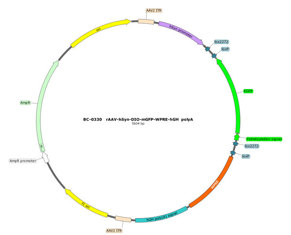 AAV-hSyn-DIO-mGFP AAV Vector – Cre-dependent – hSyn promoter – BHV17100100