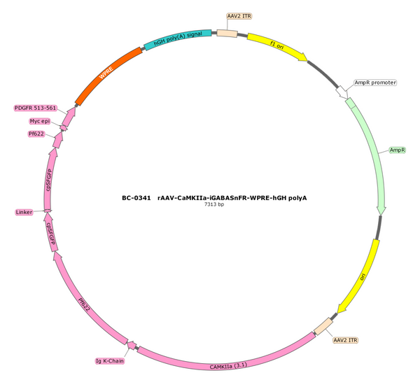 AAV-CaMKIIa-iGABASnFR AAV Vector – GABA sensor – Constitutive – CaMKIIa promoter – for GABA imaging – BHV17100101
