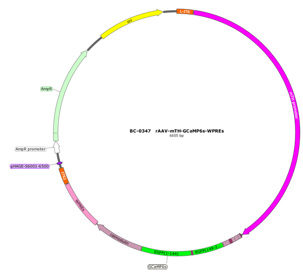 AAV-mTH-GCaMP6s AAV Vector – Calcium indicator – Constitutive – mTH promoter – for Calcium imaging – BHV17100103