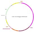 AAV-mTH-NLS-Cre AAV Vector – Transcriptional regulator / recombinase – Constitutive – mTH promoter – for Genetic driver / recombination – BHV17100104