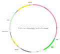 AAV-CaMKIIa-hGtACR1-EGFP AAV Vector – Optogenetic actuator (opsin) – Constitutive – CaMKIIa promoter – EGFP reporter – for Optogenetics – BHV17100109