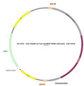 AAV-GfaABC1D-cyto-GCaMP6f AAV Vector – Calcium indicator – Constitutive – GfaABC1D promoter – for Calcium imaging – BHV17100113
