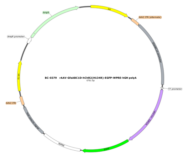 AAV-GfaABC1D-hChR2(H134R)-EGFP AAV Vector – Optogenetic actuator (opsin) – Constitutive – GfaABC1D promoter – EGFP reporter – for Optogenetics – BHV17100114