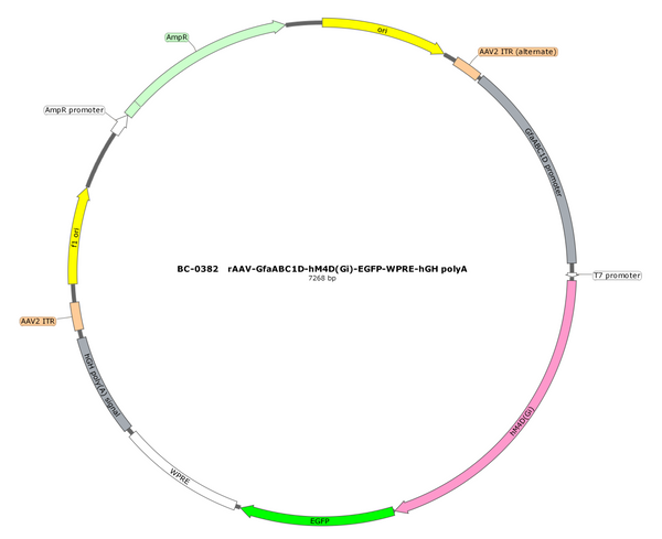 AAV-GfaABC1D-hM4D(Gi)-EGFP AAV Vector – Chemogenetic actuator (DREADD/PSAM/KORD) – Constitutive – GfaABC1D promoter – EGFP reporter – for Chemogenetics – BHV17100116