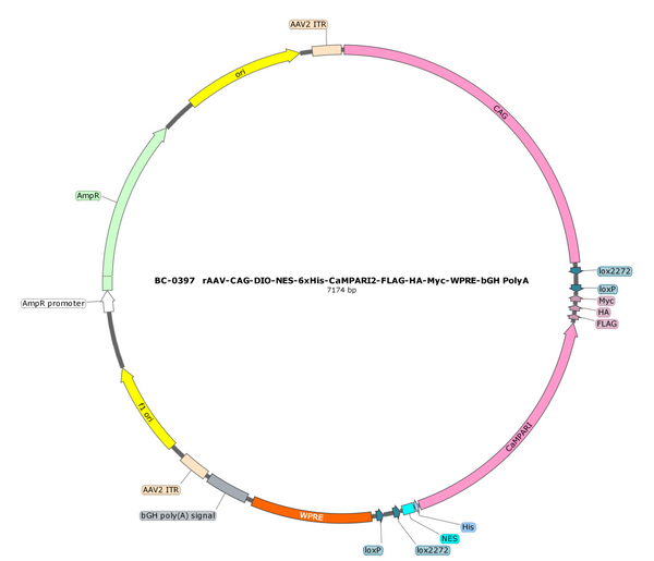 AAV-CAG-DIO-CaMPARI2-FLAG-HA-Myc AAV Vector – Norepinephrine sensor – Cre-dependent – CAG promoter – for Norepinephrine imaging – BHV17100119