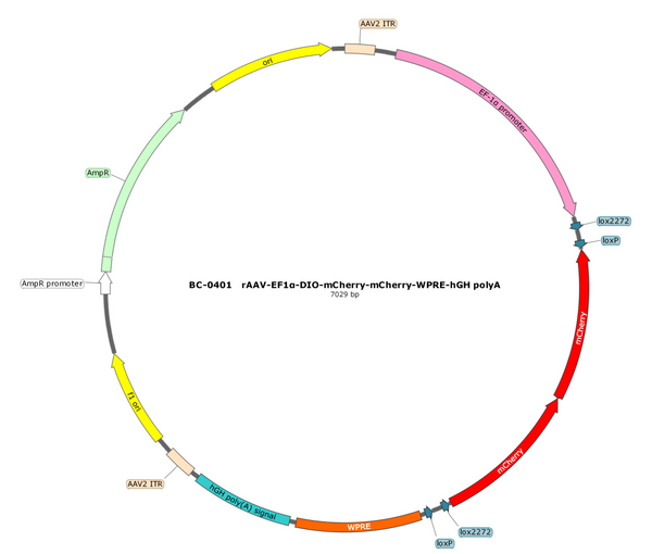 AAV-EF1α-DIO-mCherry AAV Vector – Fluorescent reporter – Cre-dependent – EF1α promoter – mCherry reporter – for Cell labeling / tracing – BHV17100120