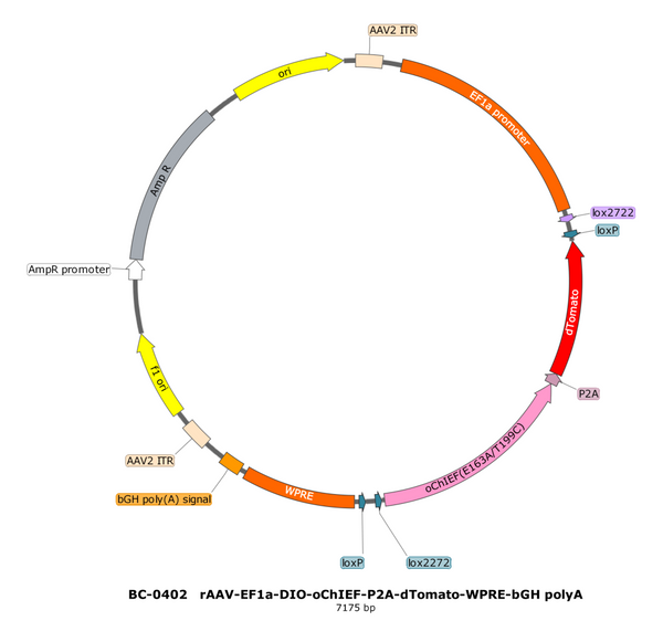 AAV-EF1α-DIO-oChIEF(E163A T199C) AAV Vector – Optogenetic actuator (opsin) – Cre-dependent – EF1α promoter – for Optogenetics – BHV17100121