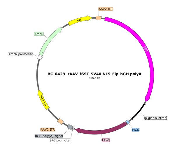 AAV-fSST-fDIO-Flp AAV Vector – Transcriptional regulator / recombinase – Flp-dependent – fSST promoter – for Genetic driver / recombination – BHV17100126