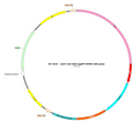 AAV-CAG-H2B AAV Vector – Constitutive – CAG promoter – BHV17100130