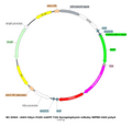 AAV-hSyn-DIO-mGFP-mRuby-Synaptophysin AAV Vector – Fluorescent reporter – Cre-dependent – hSyn promoter – mRuby reporter – for Cell labeling / tracing – BHV17100133