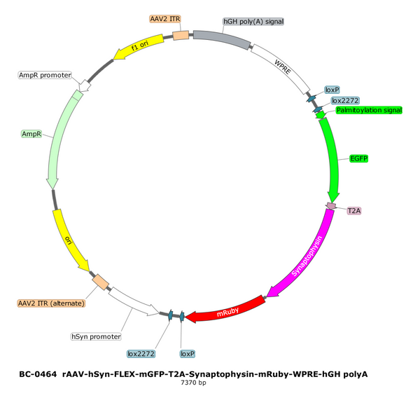 AAV-hSyn-DIO-mGFP-mRuby-Synaptophysin AAV Vector – Fluorescent reporter – Cre-dependent – hSyn promoter – mRuby reporter – for Cell labeling / tracing – BHV17100133