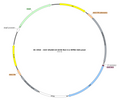 AAV-GfaABC1D-NLS-Cre AAV Vector – Transcriptional regulator / recombinase – Constitutive – GfaABC1D promoter – for Genetic driver / recombination – BHV17100134