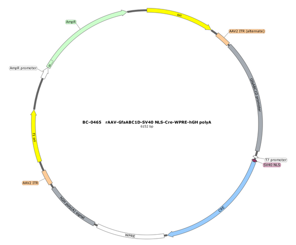 AAV-GfaABC1D-NLS-Cre AAV Vector – Transcriptional regulator / recombinase – Constitutive – GfaABC1D promoter – for Genetic driver / recombination – BHV17100134