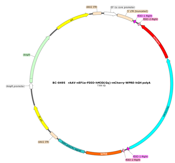AAV-nEF1a-fDIO-hM3D(Gq)-mCherry AAV Vector – Chemogenetic actuator (DREADD/PSAM/KORD) – Constitutive – nEF1a promoter – mCherry reporter – for Chemogenetics – BHV17100137