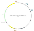 AAV-hSyn-Con/Fon-mCherry AAV Vector – Fluorescent reporter – Intersectional (Cre & Flp) – hSyn promoter – mCherry reporter – for Cell labeling / tracing – BHV17100139