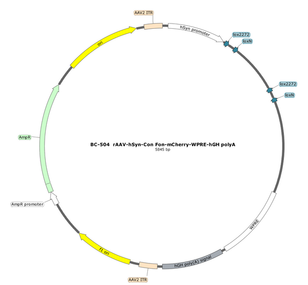 AAV-hSyn-Con/Fon-mCherry AAV Vector – Fluorescent reporter – Intersectional (Cre & Flp) – hSyn promoter – mCherry reporter – for Cell labeling / tracing – BHV17100139