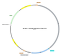 AAV-fPV-NLS-Cre AAV Vector – Transcriptional regulator / recombinase – Constitutive – fPV promoter – for Genetic driver / recombination – BHV17100140