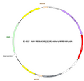 AAV-TRE3G-hChR2(H134R)-mCherry AAV Vector – Optogenetic actuator (opsin) – Constitutive – TRE3G promoter – mCherry reporter – for Optogenetics – BHV17100142