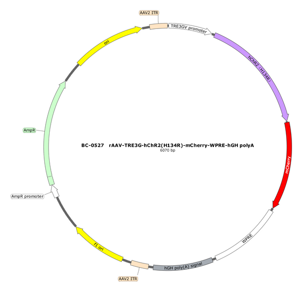 AAV-TRE3G-hChR2(H134R)-mCherry AAV Vector – Optogenetic actuator (opsin) – Constitutive – TRE3G promoter – mCherry reporter – for Optogenetics – BHV17100142
