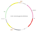 AAV-hSyn-NLS-Cre-mCherry AAV Vector – Fluorescent reporter – Constitutive – hSyn promoter – mCherry reporter – for Cell labeling / tracing – BHV17100146