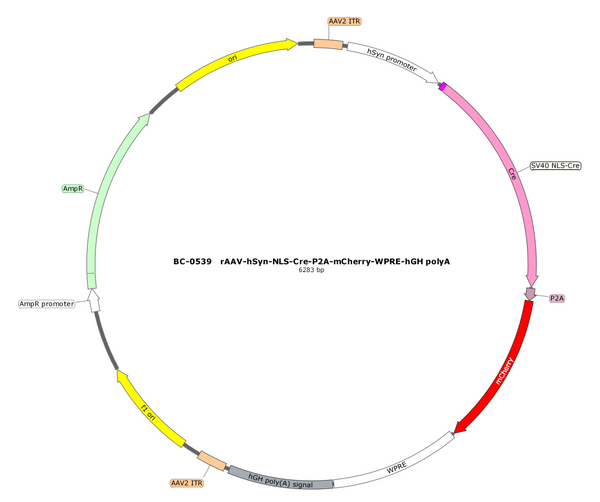 AAV-hSyn-NLS-Cre-mCherry AAV Vector – Fluorescent reporter – Constitutive – hSyn promoter – mCherry reporter – for Cell labeling / tracing – BHV17100146