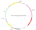 AAV-hSyn-NLS-Cre-mCherry AAV Vector – Fluorescent reporter – Constitutive – hSyn promoter – mCherry reporter – for Cell labeling / tracing – BHV17100147