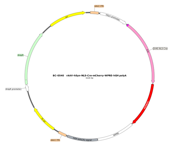 AAV-hSyn-NLS-Cre-mCherry AAV Vector – Fluorescent reporter – Constitutive – hSyn promoter – mCherry reporter – for Cell labeling / tracing – BHV17100147