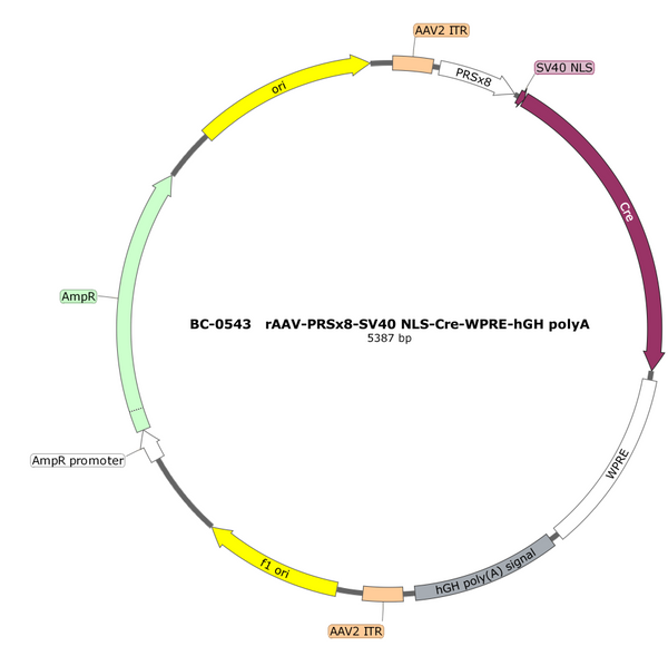 AAV-PRSx8-NLS-Cre AAV Vector – Transcriptional regulator / recombinase – Constitutive – PRSx8 promoter – for Genetic driver / recombination – BHV17100148