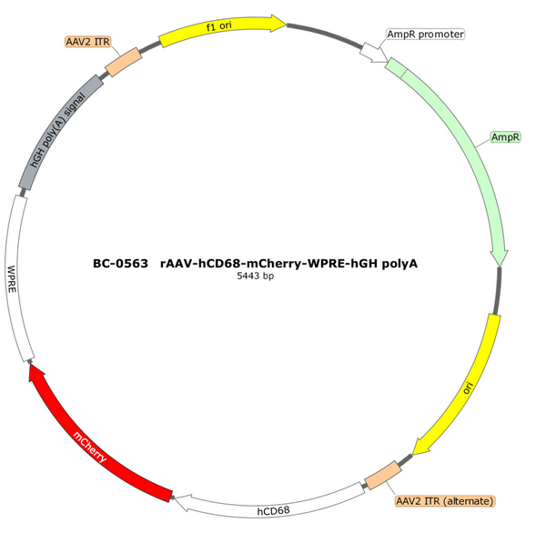 AAV-hCD68-mCherry AAV Vector – Fluorescent reporter – Constitutive – hCD68 promoter – mCherry reporter – for Cell labeling / tracing – BHV17100149