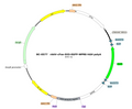 AAV-cFos-DIO-EGFP AAV Vector – Fluorescent reporter – Cre-dependent – cFos promoter – EGFP reporter – for Cell labeling / tracing – BHV17100154