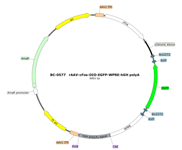 AAV-cFos-DIO-EGFP AAV Vector – Fluorescent reporter – Cre-dependent – cFos promoter – EGFP reporter – for Cell labeling / tracing – BHV17100154