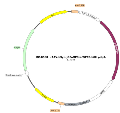 AAV-hSyn-jGCaMP8m AAV Vector – Calcium indicator – Constitutive – hSyn promoter – for Calcium imaging – BHV17100156