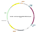 AAV-hSyn-DIO-jGCaMP8s AAV Vector – Calcium indicator – Cre-dependent – hSyn promoter – for Calcium imaging – BHV17100158