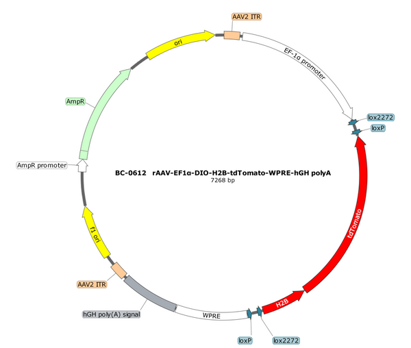 AAV-EF1α-DIO-H2B-tdTomato AAV Vector – Fluorescent reporter – Cre-dependent – EF1α promoter – tdTomato reporter – for Cell labeling / tracing – BHV17100164