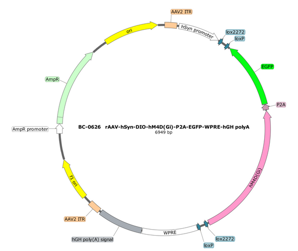 AAV-hSyn-DIO-hM4D(Gi)-EGFP AAV Vector – Chemogenetic actuator (DREADD/PSAM/KORD) – Cre-dependent – hSyn promoter – EGFP reporter – for Chemogenetics – BHV17100166
