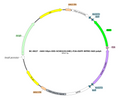 AAV-hSyn-DIO-hChR2(H134R)-EGFP AAV Vector – Optogenetic actuator (opsin) – Cre-dependent – hSyn promoter – EGFP reporter – for Optogenetics – BHV17100167