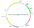 AAV-hSyn-DIO-eNpHR3.0-EGFP AAV Vector – Optogenetic actuator (opsin) – Cre-dependent – hSyn promoter – EGFP reporter – for Optogenetics – BHV17100168