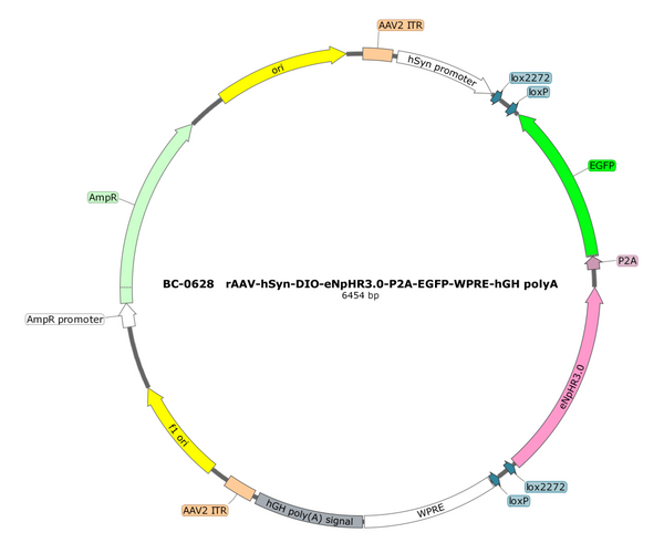 AAV-hSyn-DIO-eNpHR3.0-EGFP AAV Vector – Optogenetic actuator (opsin) – Cre-dependent – hSyn promoter – EGFP reporter – for Optogenetics – BHV17100168