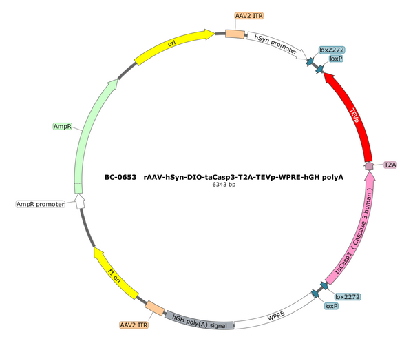 AAV-hSyn-DIO-taCasp3 AAV Vector – Cre-dependent – hSyn promoter – BHV17100169