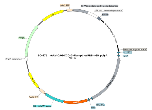 AAV-CAG-DIO-G-Flamp1 AAV Vector – Cre-dependent – CAG promoter – BHV17100174