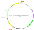 AAV-rGAD67-hChR2(H134R)-EGFP AAV Vector – Optogenetic actuator (opsin) – Constitutive – rGAD67 promoter – EGFP reporter – for Optogenetics – BHV17100177