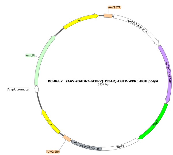 AAV-rGAD67-hChR2(H134R)-EGFP AAV Vector – Optogenetic actuator (opsin) – Constitutive – rGAD67 promoter – EGFP reporter – for Optogenetics – BHV17100177