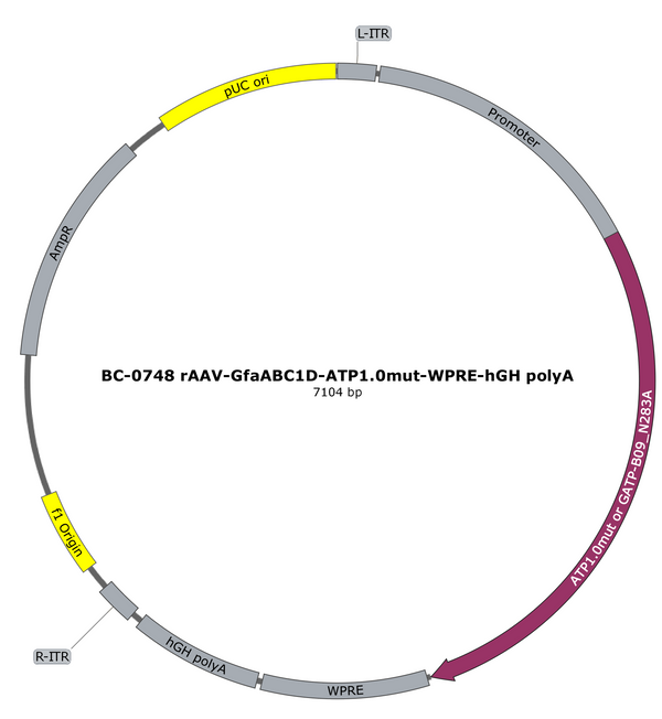 AAV-GfaABC1D-ATP1.0mut AAV Vector – Constitutive – GfaABC1D promoter – BHV17100216