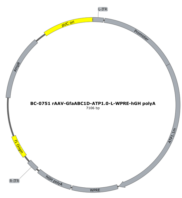 AAV-GfaABC1D-ATP1.0-L AAV Vector – Constitutive – GfaABC1D promoter – BHV17100218