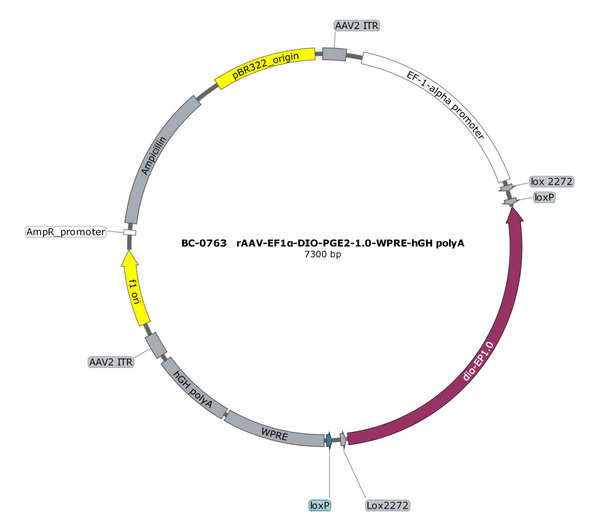 AAV-EF1α-DIO-PGE2 AAV Vector – Cre-dependent – EF1α promoter – BHV17100225