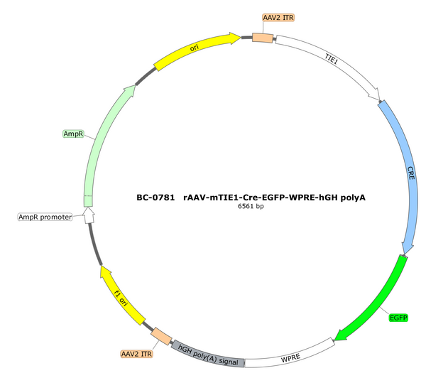 AAV-mTIE1-Cre-EGFP AAV Vector – Fluorescent reporter – Constitutive – mTIE1 promoter – EGFP reporter – for Cell labeling / tracing – BHV17100226