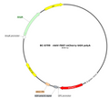 AAV-fSST-mCherry AAV Vector – Fluorescent reporter – Constitutive – fSST promoter – mCherry reporter – for Cell labeling / tracing – BHV17100229